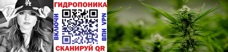 где найти наркотики  Пикалёво  МАРИХУАНА ГИДРОПОН 